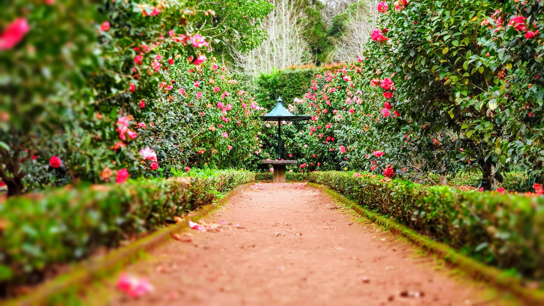 Bush Trimming service in Los Angeles