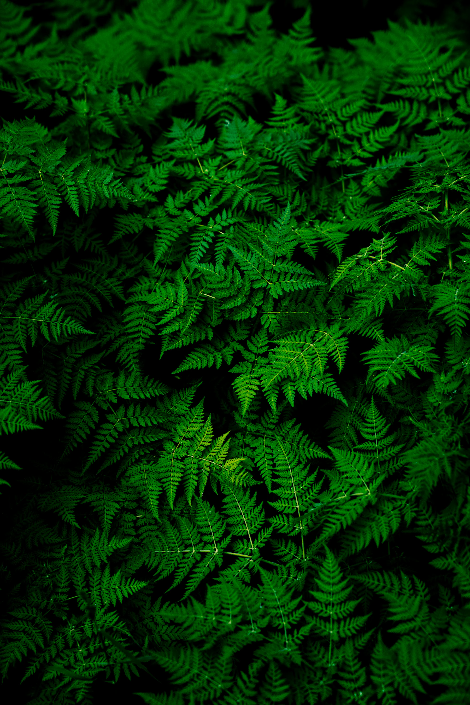 Green outdoor living landscape