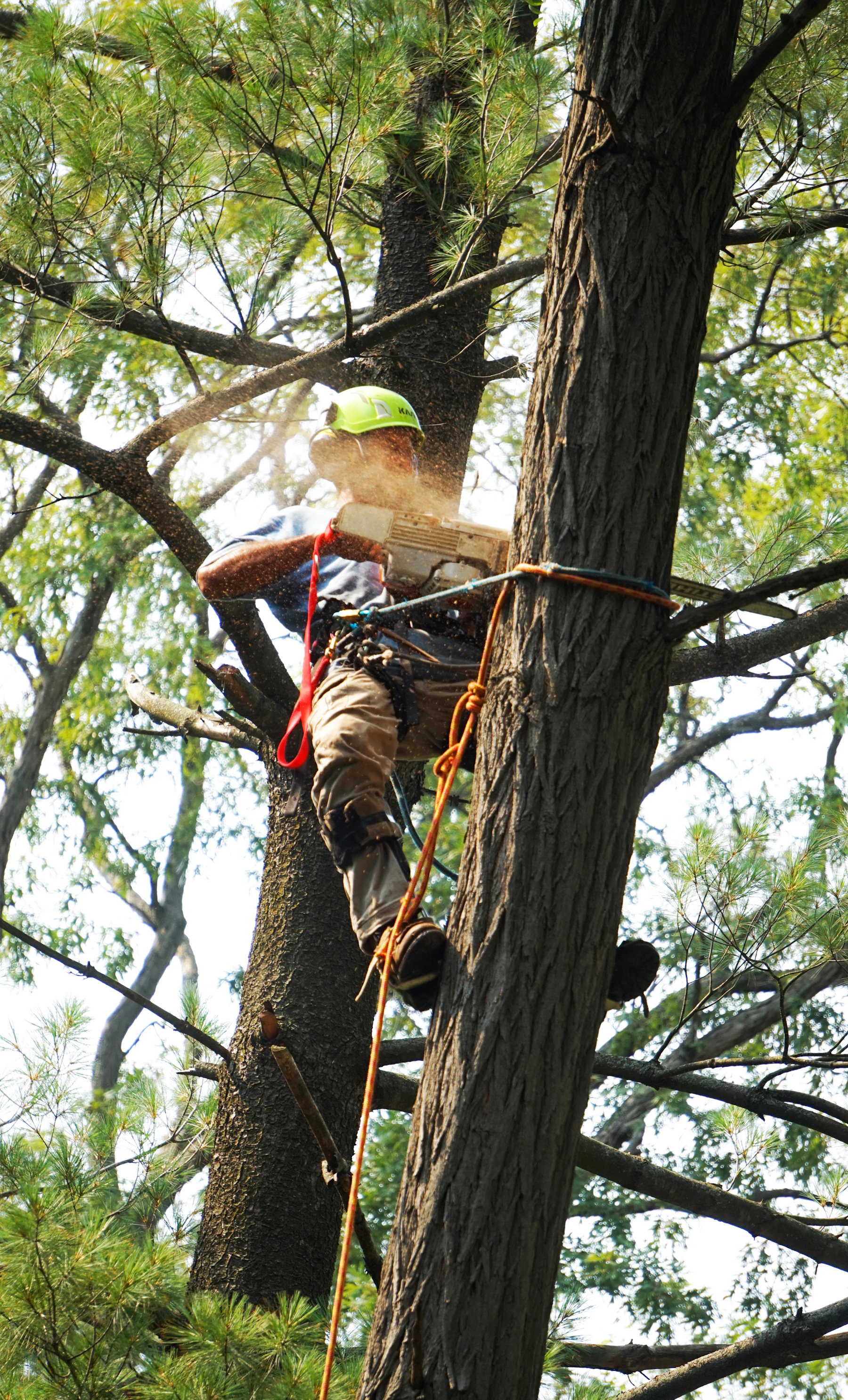 Tree Trimming service in Los Angeles